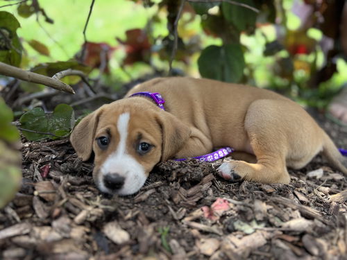 Bailey - Beagledoor Litter