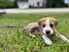 Beau  - Beagledoor Litter