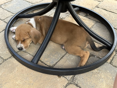Sarah - Beagledoor Litter