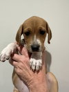Sarah - Beagledoor Litter