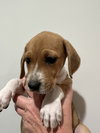Sarah - Beagledoor Litter