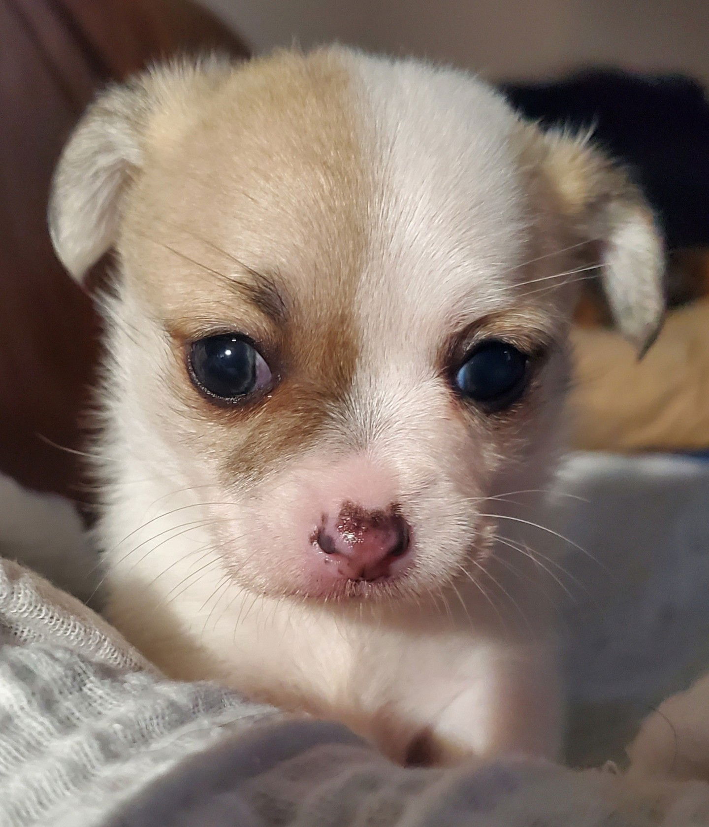 Baby best sale terrier mix