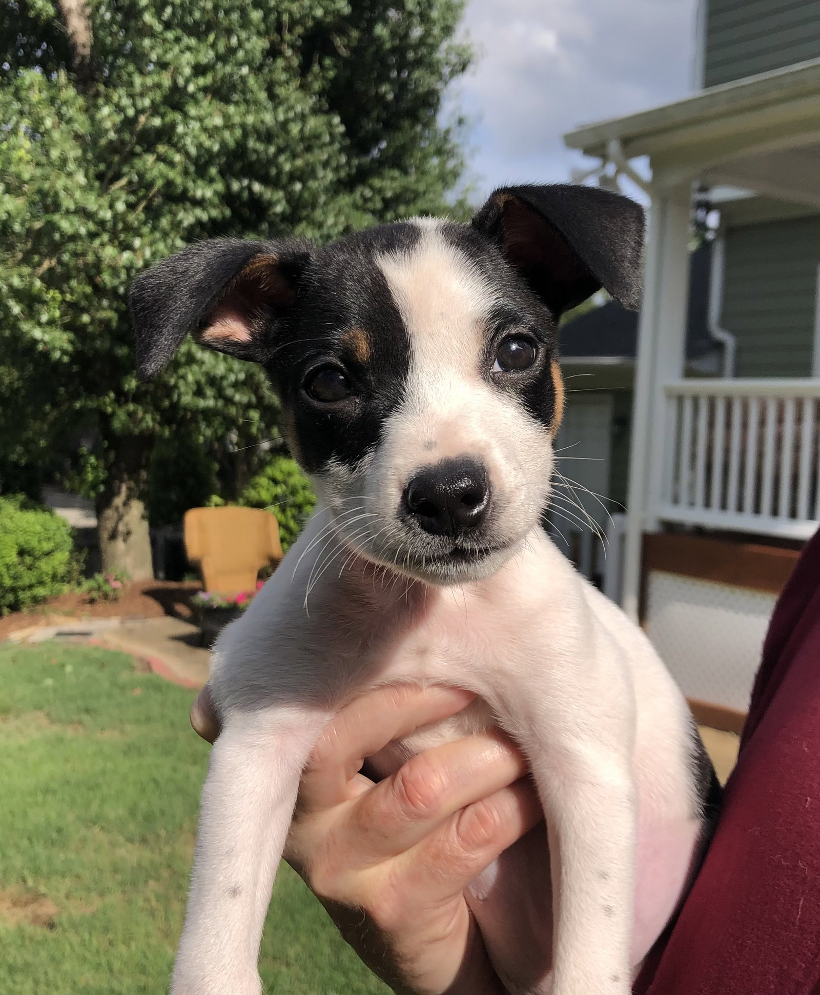 Dog for Adoption Boberry Biscuit, a Jack Russell Terrier in Ramseur