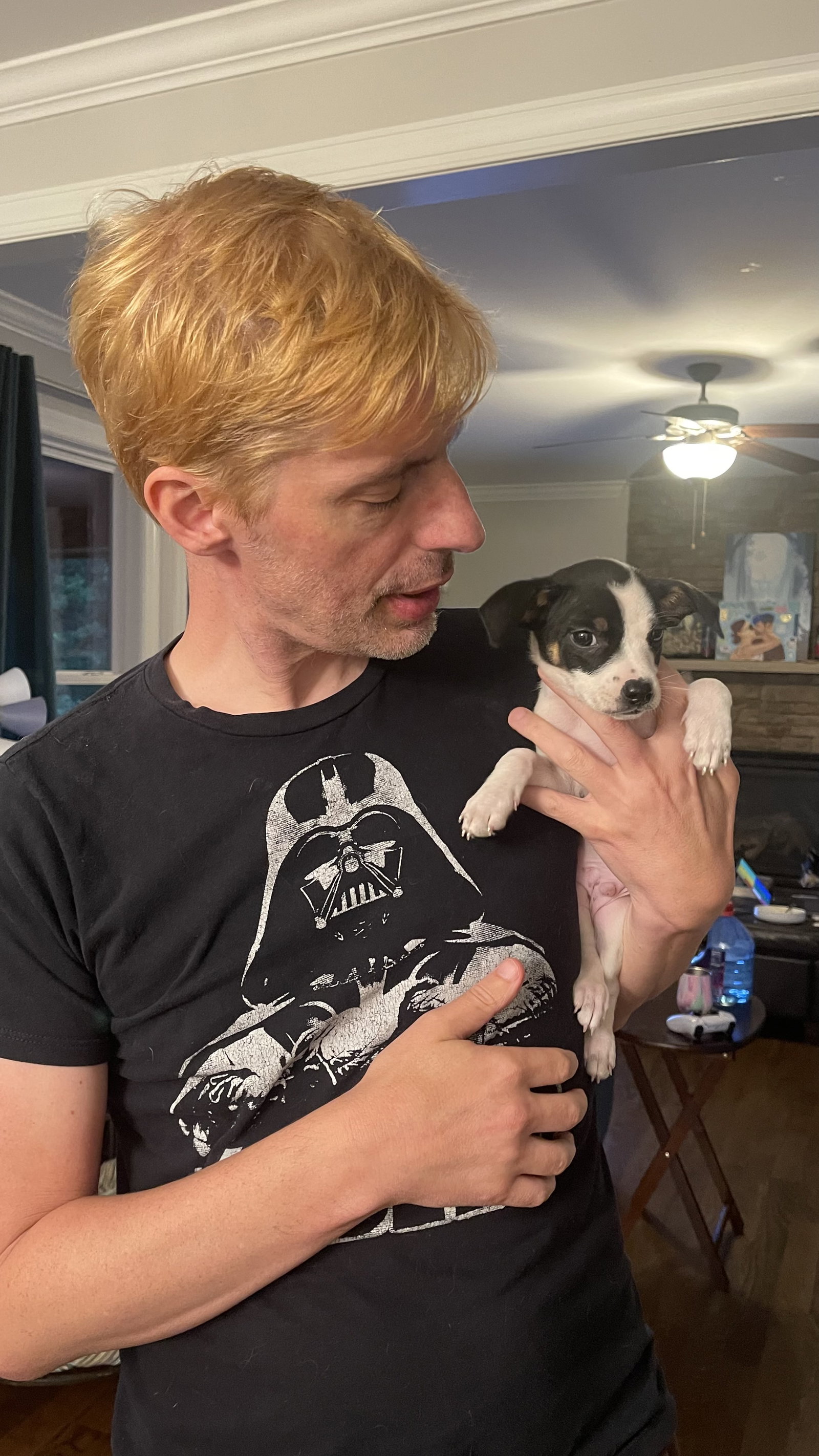 Dog for Adoption Boberry Biscuit, a Jack Russell Terrier in Ramseur
