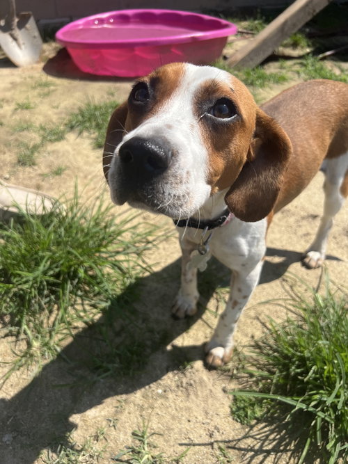 Molly-Pup
