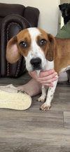 Molly-Pup