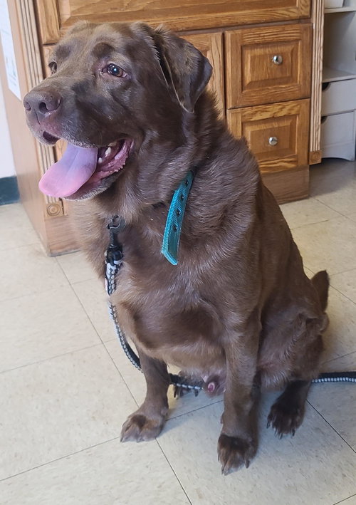 Baloo (Courtesy Post)