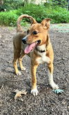 Lola: Valentine Litter