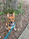 Lola: Valentine Litter
