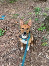 Lola: Valentine Litter