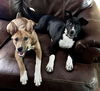 Lola: Valentine Litter