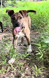 Harley: Valentine Litter