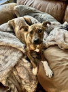Harley: Valentine Litter