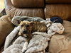 Harley: Valentine Litter