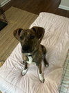 Harley: Valentine Litter