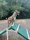Harley: Valentine Litter