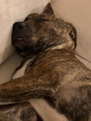 Harley: Valentine Litter