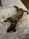 Harley: Valentine Litter