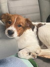 Rocky
