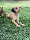 Liberty - Independence Day Litter