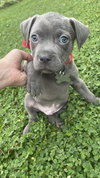 Tank - Monster Pup Litter