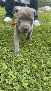 Tank - Monster Pup Litter