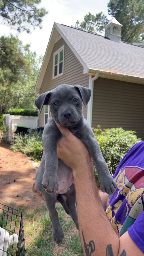 Tank - Monster Pup Litter