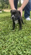 Sampson - Monster Pup Litter