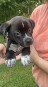 Sampson - Monster Pup Litter