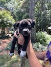 Sampson - Monster Pup Litter
