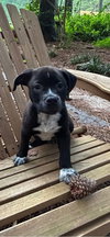 Sampson - Monster Pup Litter