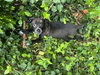 Sampson - Monster Pup Litter