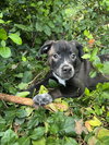 Sampson - Monster Pup Litter