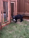 Minnie Mouse (Classic Disney Litter)