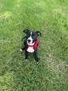 Minnie Mouse (Classic Disney Litter)