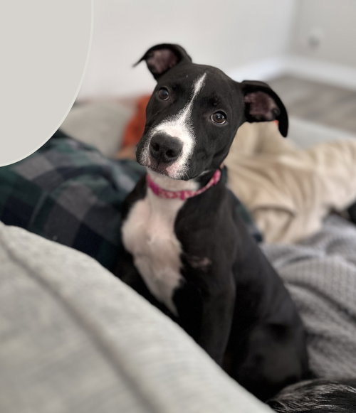 Minnie Mouse (Classic Disney Litter)