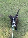 Minnie Mouse (Classic Disney Litter)