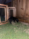 Mickey Mouse (Classic Disney Litter)