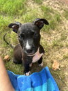 Mickey Mouse (Classic Disney Litter)