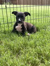 Mickey Mouse (Classic Disney Litter)