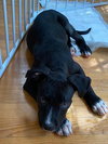 Mickey Mouse (Classic Disney Litter)
