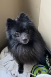 Sugar Bear