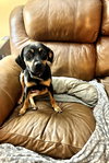 Lulu (beagle)