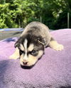 Piper #1 (Musical Husky Litter)