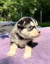 Piper #1 (Musical Husky Litter)