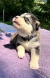 Piper #1 (Musical Husky Litter)