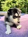 Viola #5 (Musical Husky Litter)