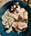 Viola #5 (Musical Husky Litter)