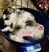 Melody #9 (Musical Husky Litter)