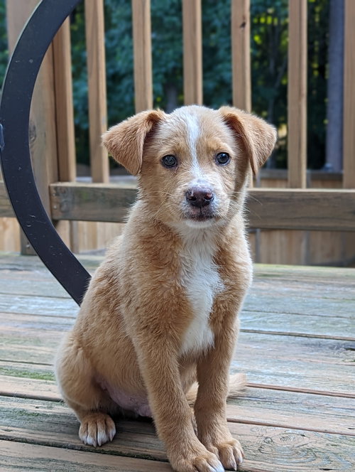 Balto